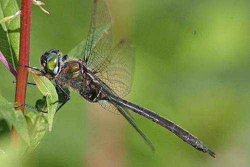 Kennedy's Emerald photographed in Alaska