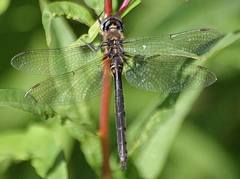 Somatochlora kennedyi