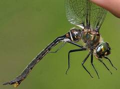 Somatochlora kennedyi