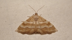 Idaea circuitaria