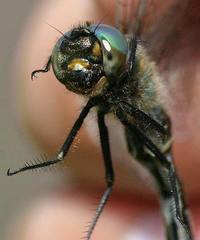 Somatochlora kennedyi