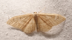Idaea deversaria