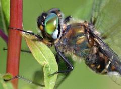 Somatochlora kennedyi