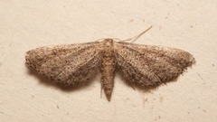 Idaea infirmaria