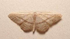 Idaea mediaria