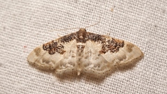 Idaea mustelata