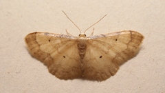 Idaea politaria