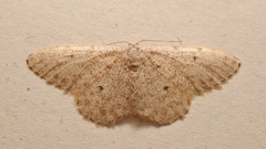Idaea alyssumata