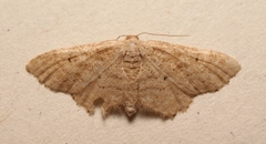 Idaea belemiata