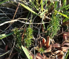 Oxalis confertifolia