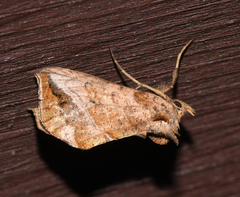 Pseudeva purpurigera