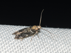 Coleotechnites martini