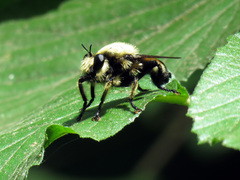 Laphria grossa