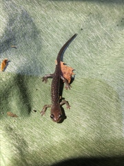 Plethodon punctatus