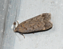 Anacampsis innocuella