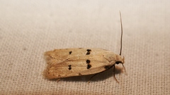 Stibaromacha ratella