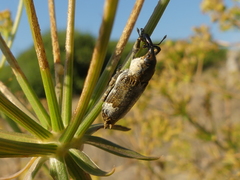 Lixus cylindrus