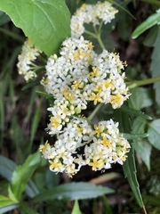 Patrinia glabrifolia