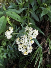 Patrinia glabrifolia