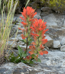 Castilleja litoralis