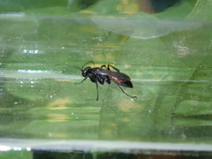 Arachnospila