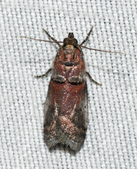 Acrobasis normella
