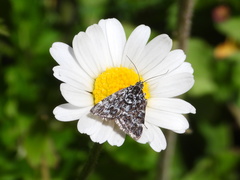 Orenaia alpestralis