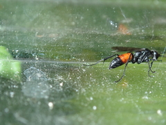 Arachnospila