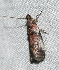 Acrobasis normella