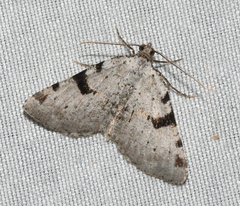 Macaria subcessaria
