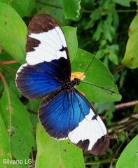 Heliconius sapho leuce