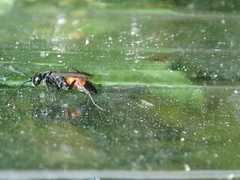 Arachnospila
