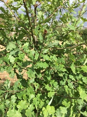 Quercus robur