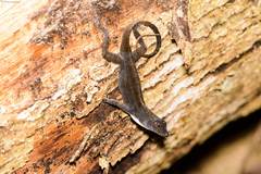 Anolis homolechis