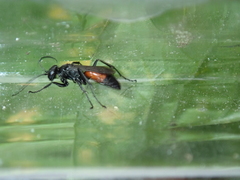 Arachnospila