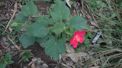 Hibiscus martianus