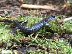 Plethodon wehrlei