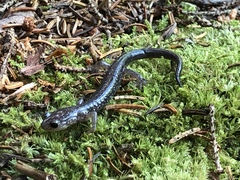 Plethodon wehrlei