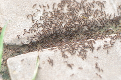 Tetramorium tsushimae