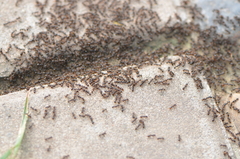 Tetramorium tsushimae