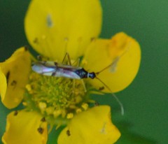 Tupiocoris
