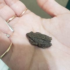 Pseudacris regilla