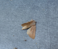 Photedes fluxa