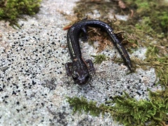 Plethodon nettingi