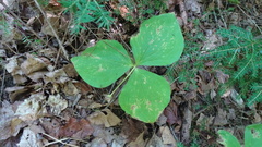 Trillium erectum