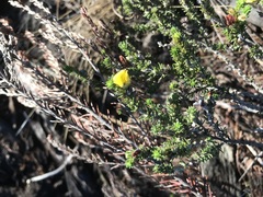 Aspalathus opaca rostriloba