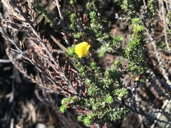 Aspalathus opaca rostriloba