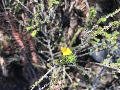 Aspalathus opaca rostriloba