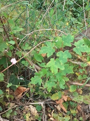 Convolvulus arvensis