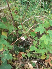 Convolvulus arvensis